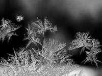 Frost 1-17-2016 3