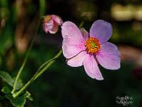 Pink Neumann Flower